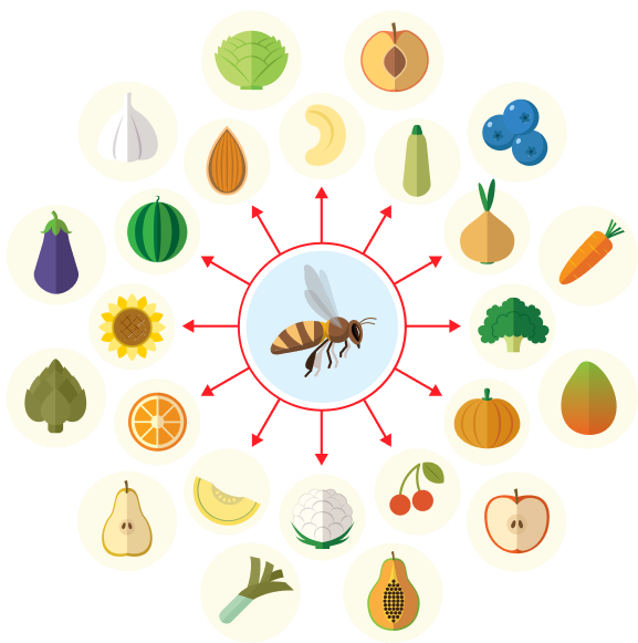 A bee at the center surrounded by the fruits, vegetables, and nuts it pollinates.