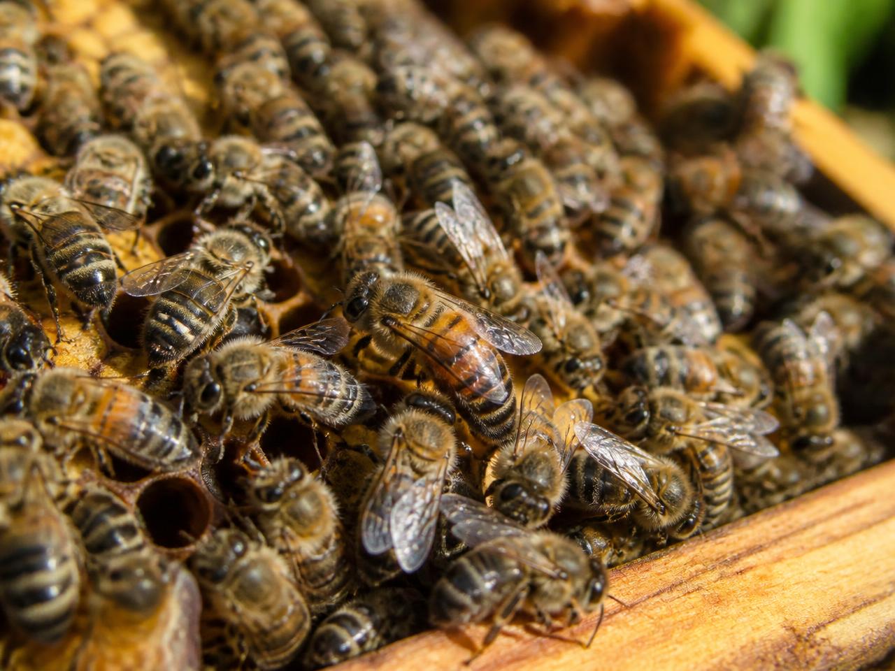 Western honey bees (Apis mellifera) covering a wooden frame of honeycomb inside a managed hive