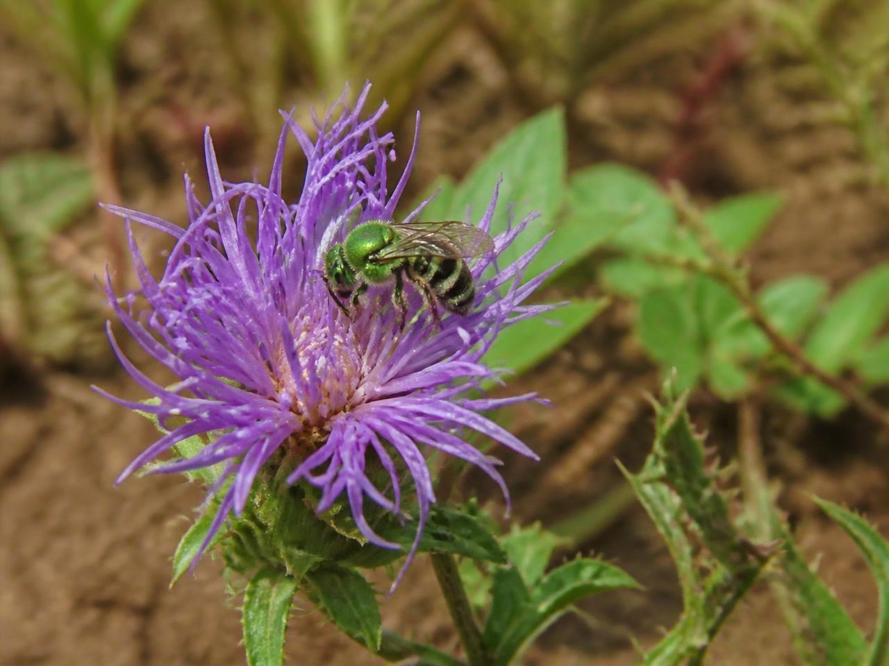 A solitary native metallic green sweat bee feeding on a purple native wildflower above bare soil